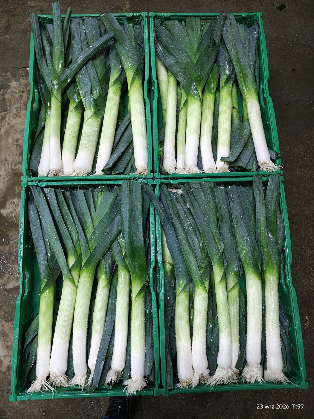 Por, razporejen v štirih zabojčkih